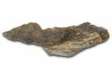 Fossil Tyrannosaur (T rex) Bone Section - Wyoming #382657-1